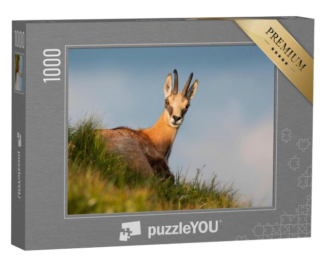 Puzzel 1000 stukjes „Gemzen op een bergweide in het avondlicht“