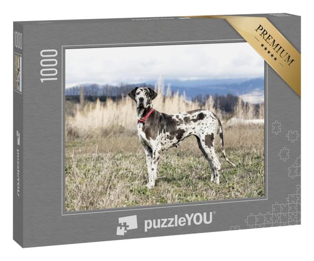 Puzzle 1000 Teile „Weibliche Harlekin-Dogge, auch Deutsche Dogge genannt“