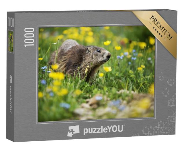 Puzzel 1000 stukjes „Marmot in een lenteweide“