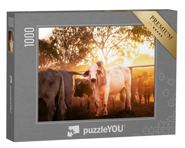 Puzzel 1000 stukjes „Jonge stieren in het verblijf, Northern Territory in Australië“