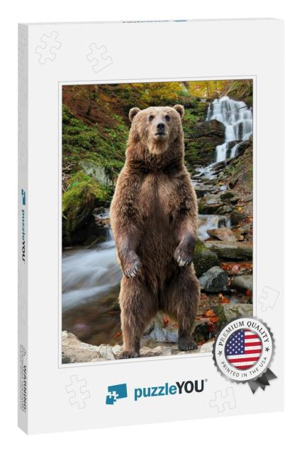 Brown Bear Ursus Arctos Standing on His Hind Legs in the... Jigsaw Puzzle