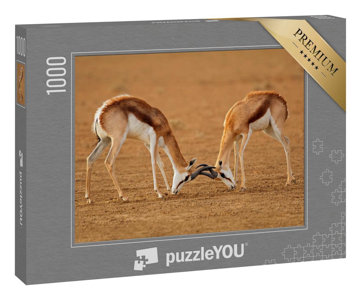 Puzzle 1000 Teile „Zwei männliche Springbockantilopen kämpfen, Kalahari“