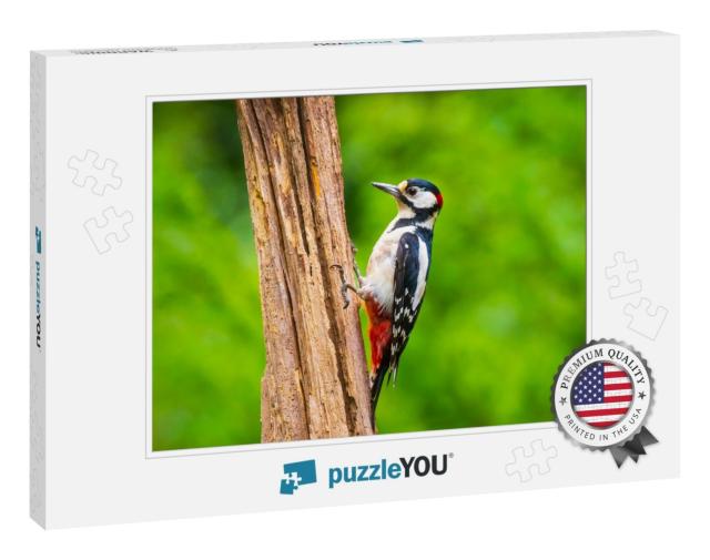 Closeup of a Great Spotted Woodpecker Bird, Dendrocopos M... Jigsaw Puzzle