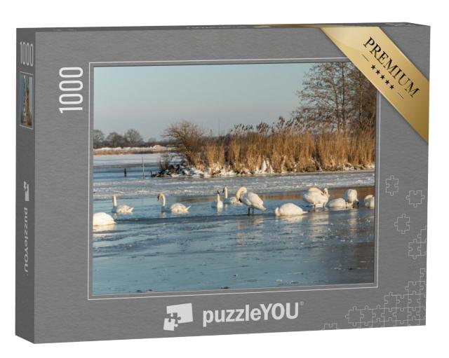 Puzzel 1000 stukjes „Zwanen zwemmen in een gat in het ijs van het bevroren Veluwemeer bij Nunspeet“