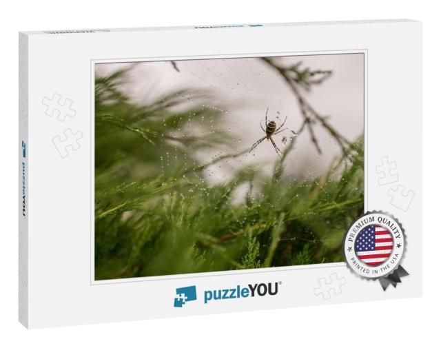 Photography to Theme Big Tabby Spider on Dew Web, Close U... Jigsaw Puzzle