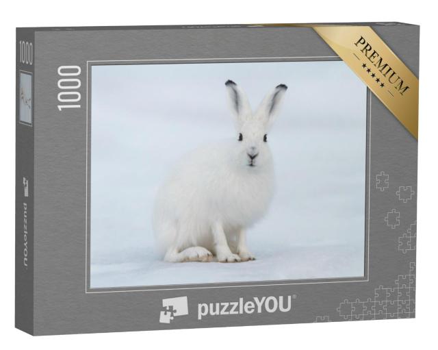 Puzzel 1000 stukjes „Een witte haas in de toendra, Siberië“