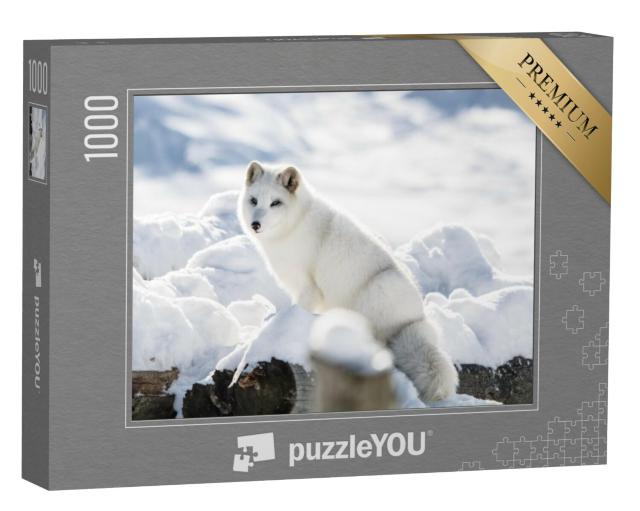 Puzzel 1000 stukjes „Poolvos op een heuvel in Omega Park, Quebec, Canada“