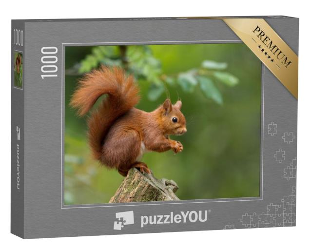 Puzzel 1000 stukjes „Rode eekhoorn“