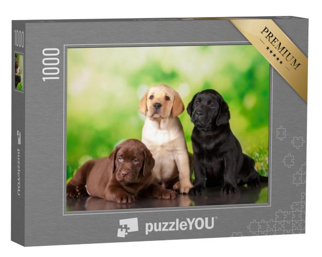 Puzzel 1000 stukjes „Drie keer zo schattig: een bruine, een gouden en een zwarte Labrador puppy“