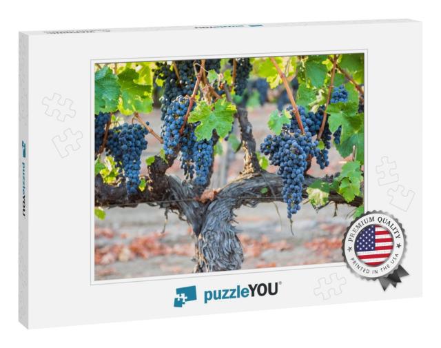 Grapes Growing on Sunny Northern California Vineyard. Thi... Jigsaw Puzzle