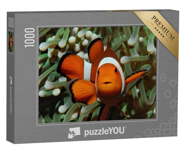 Puzzel 1000 stukjes „Amphiprion, westelijke clownvis met anemoon“