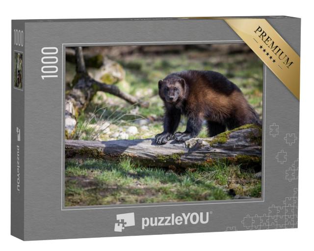 Puzzel 1000 stukjes „Een veelvraat op een omgevallen boom“