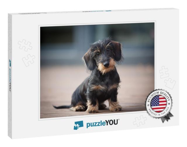Cute & Shy Wire-Haired Miniature Dachshund Puppy Posing f... Jigsaw Puzzle