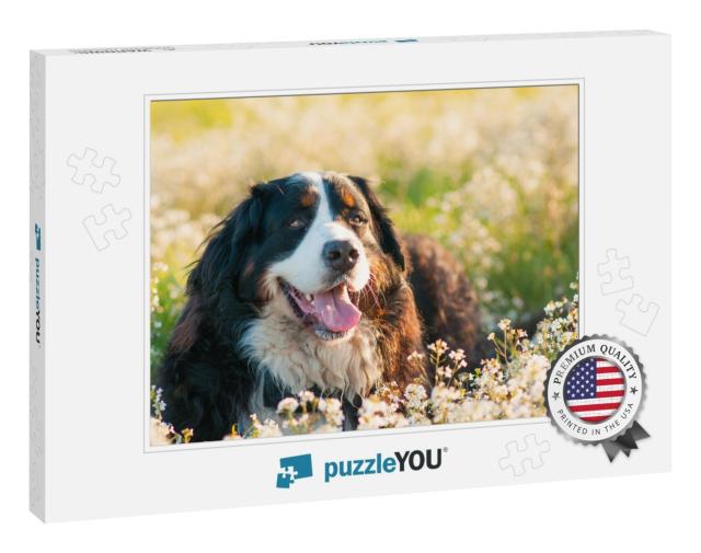 Bernese Mountain Dog in the Meadow Full of Flowers... Jigsaw Puzzle