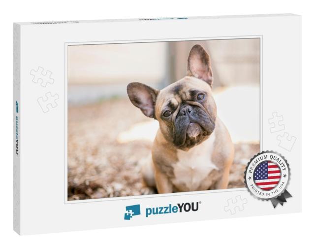 A Cute Fawn Colored French Bulldog... Jigsaw Puzzle