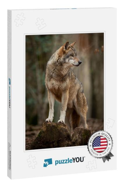 Grey Wolf in the Forest During the Spring... Jigsaw Puzzle