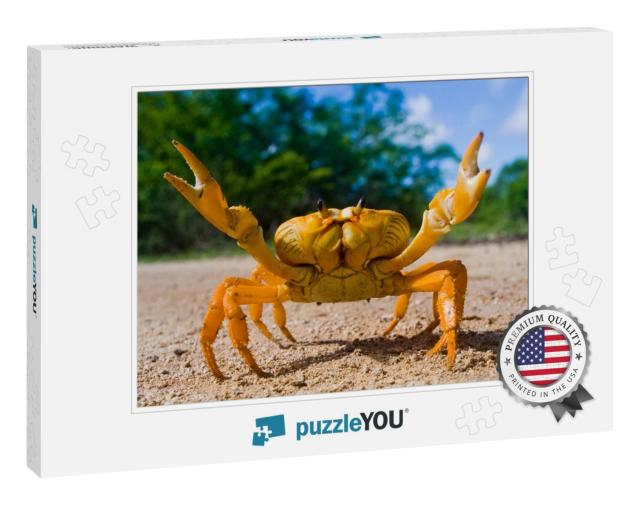 Yellow Land Crab. Cuba... Jigsaw Puzzle