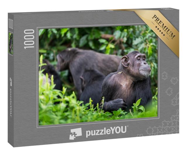 Puzzle 1000 Teile „ Schimpansengruppe im Hintergrund und erwachsener Affe“