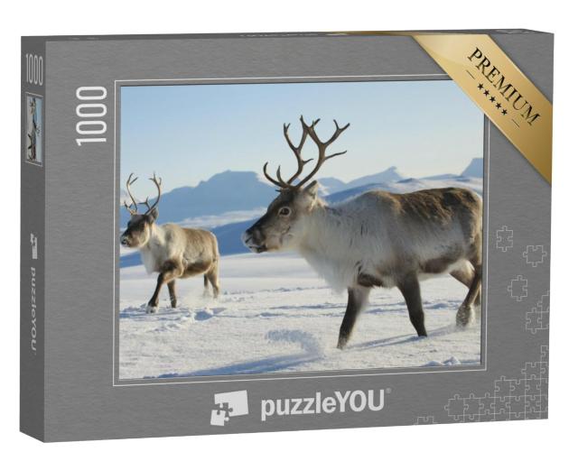 Puzzel 1000 stukjes „Rendieren in het noorden van Noorwegen“