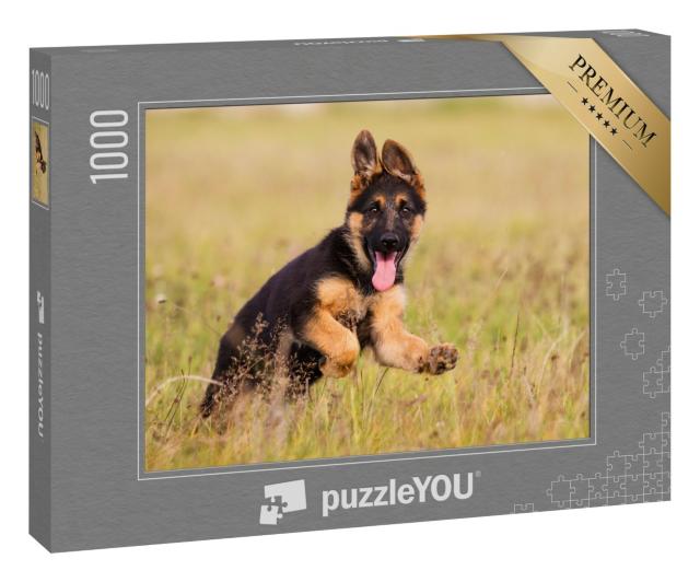 Puzzle 1000 Teile „Deutscher-Schäferhund-Welpe läuft durch das Gras, Blick in die Kamera“