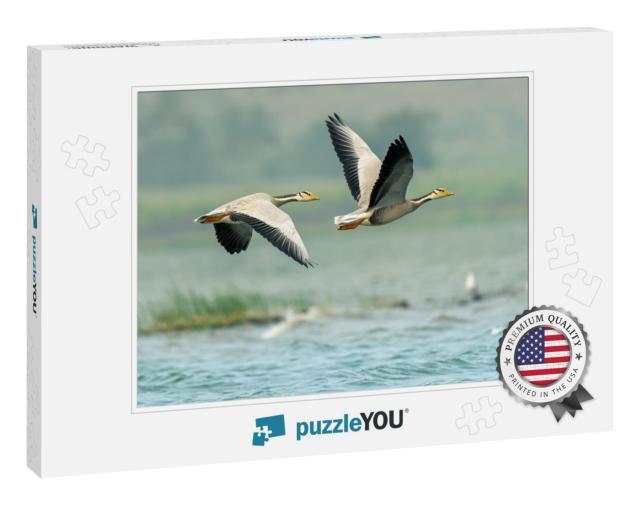 Shot of Bar Headed Geese Flying Over the Lakes of Bhigwan... Jigsaw Puzzle