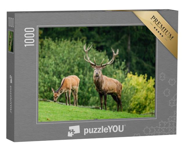 Puzzel 1000 stukjes „Oog in oog met een edelhert, op de achtergrond een grazende hinde“