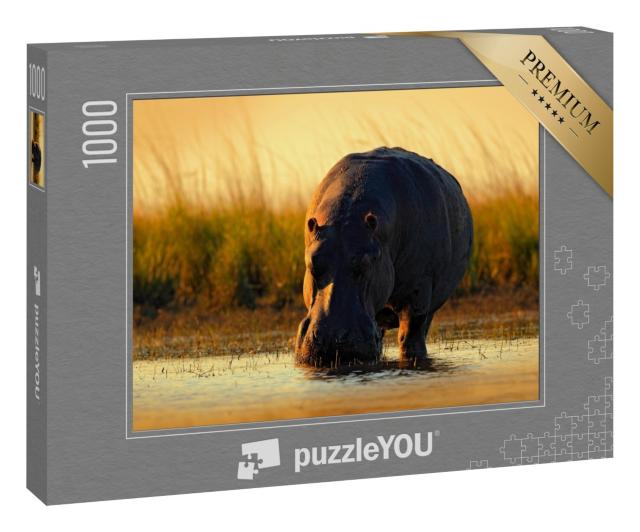 Puzzle 1000 Teile „Afrikanisches Flusspferd im Abendlicht, Botswana, Afrika“