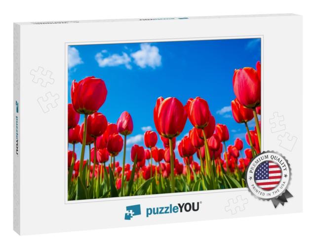 Ant Eye View of Red Tulip Flower in the Field with Vivid... Jigsaw Puzzle