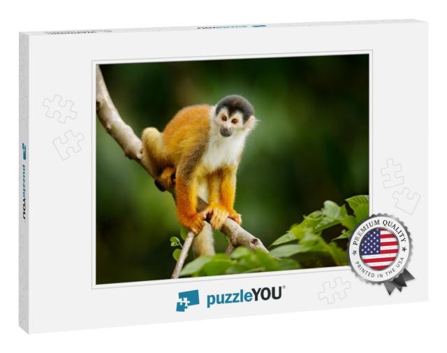 Squirrel Monkey, Saimiri Oerstedii, Sitting on the Tree T... Jigsaw Puzzle