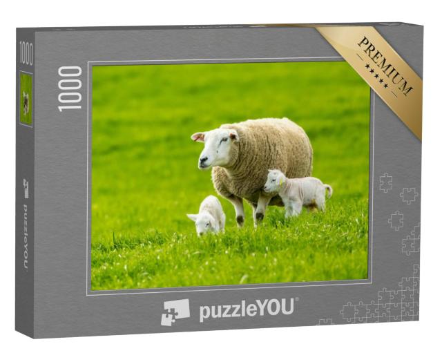 Puzzel 1000 stukjes „Een schaap met lammetjes in een groene weide in de lente“