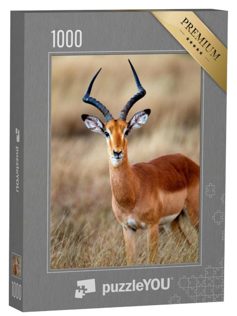 Puzzel 1000 stukjes „Een mannelijke impala in het Krugerpark Zuid-Afrika“