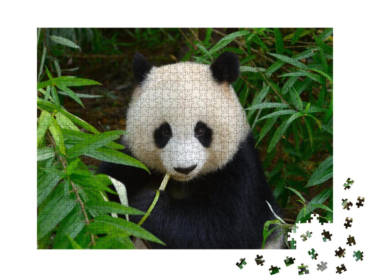 Puzzle 1000 Teile „Riesenpandabär im Bambus, Chengdu, China“