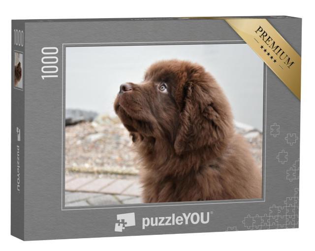 Puzzel 1000 stukjes „Bruine Newfoundland puppy met een vertrouwenwekkende blik“