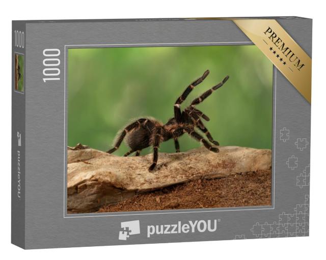 Puzzel 1000 stukjes „Close-up van een vrouwelijke Tarantula in een dreigende houding“