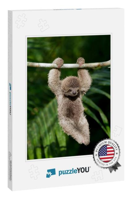 Cute Baby Sloth Hanging from Tree Branch... Jigsaw Puzzle
