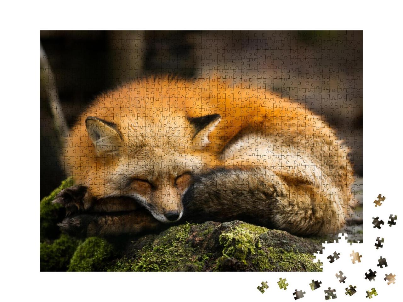 Puzzle 1000 Teile „Schlafender Rotfuchs“
