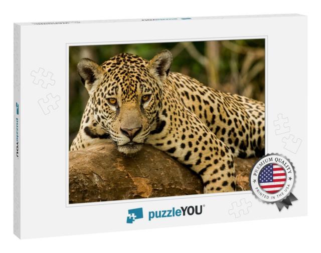 Brazilian Pantanal the Jaguar... Jigsaw Puzzle