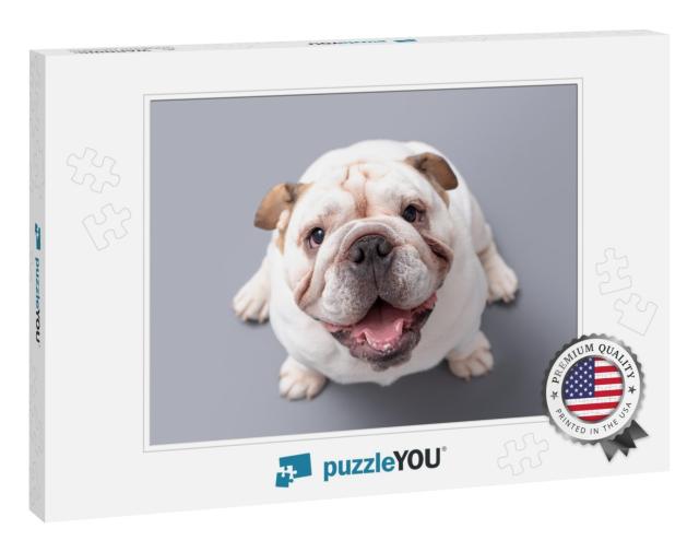 British Bulldog Puppy Looking Up Isolated Against a Grey... Jigsaw Puzzle
