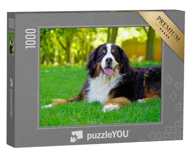 Puzzel 1000 stukjes „Grote Berner Sennenhond op het gazon“