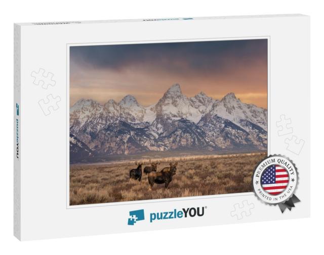 Bull Moose in Front of Grand Tetons... Jigsaw Puzzle