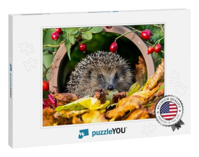 Hedgehog in Golden Autumn Leaves Surrounded by Red Rosehi... Jigsaw Puzzle