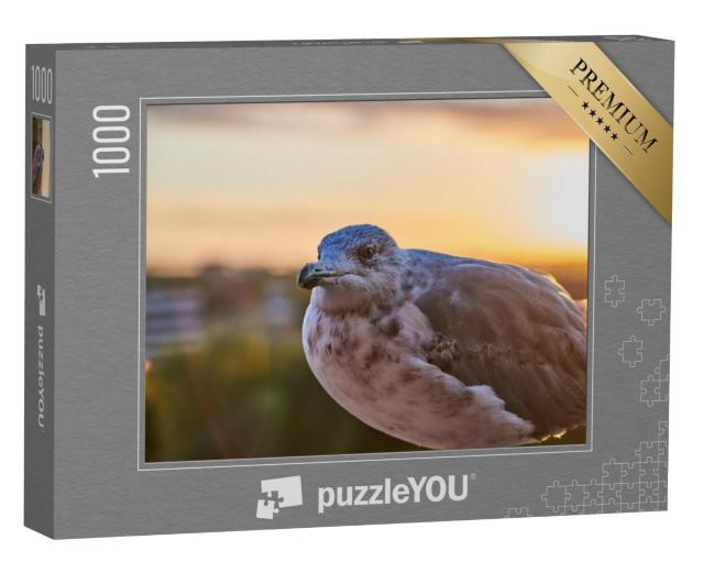 Puzzel 1000 stukjes „Close-up van een zeemeeuw in het avondlicht“