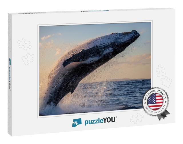 Humpback Whale Close Up Breaching Off Sydney Harbor At Su... Jigsaw Puzzle