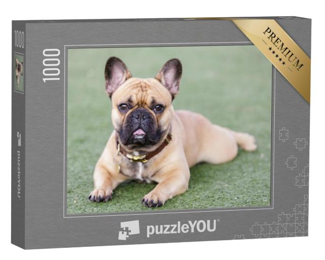 Puzzel 1000 stukjes „Puppy Franse Bulldog“