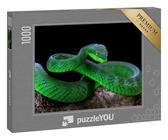 Puzzle 1000 Teile „Nahaufnahme: Grüne Albolaris-Schlange“