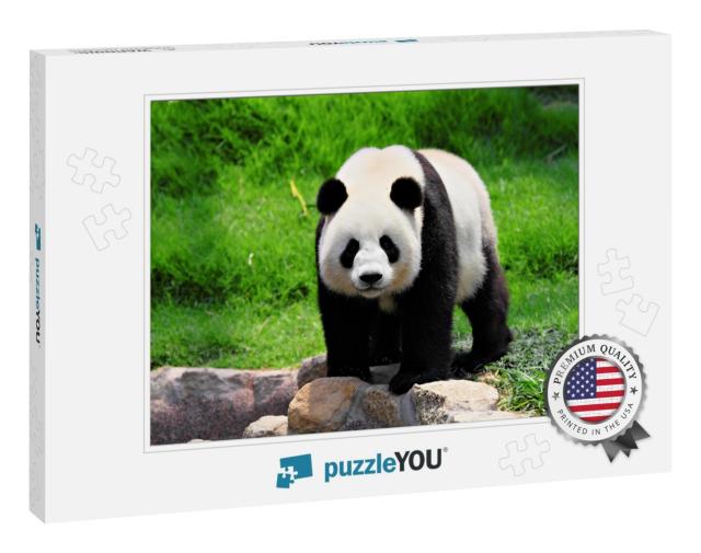 Panda... Jigsaw Puzzle
