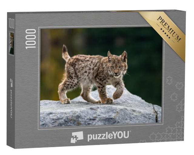 Puzzel 1000 stukjes „Aandachtige jonge lynx“