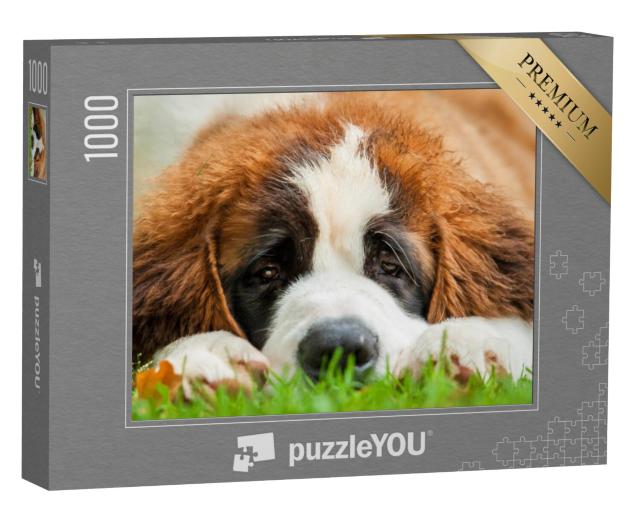 Puzzel 1000 stukjes „Portret van een sint-bernard puppy in het gras“