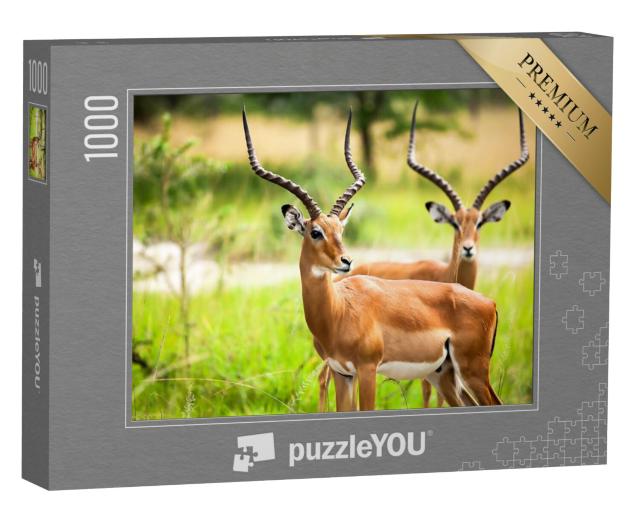 Puzzel 1000 stukjes „Impala antilopen in het wild in Oeganda“