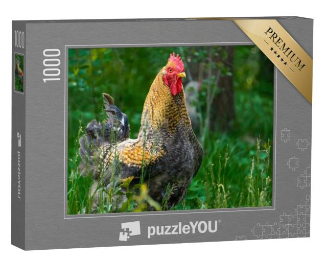 Puzzel 1000 stukjes „Trotse haan in een weiland“